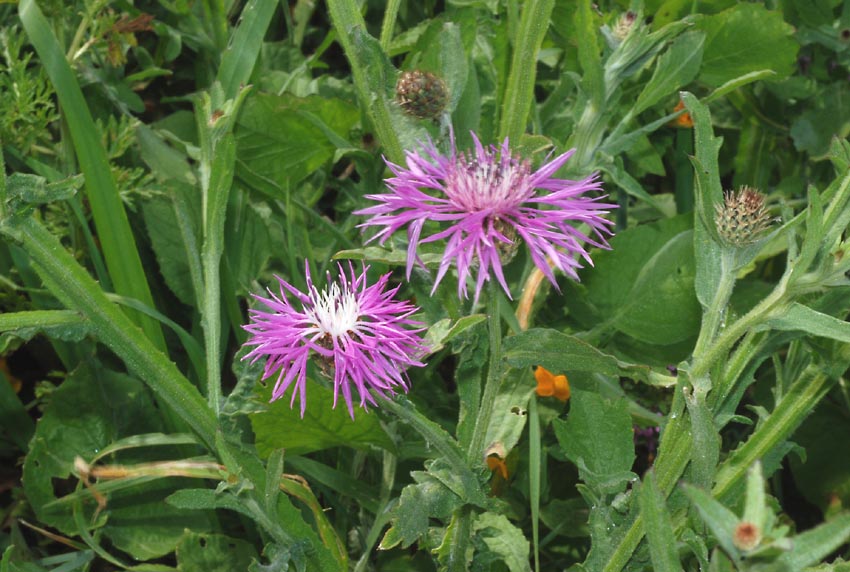 Centaurea napifolia / Fiordaliso romano